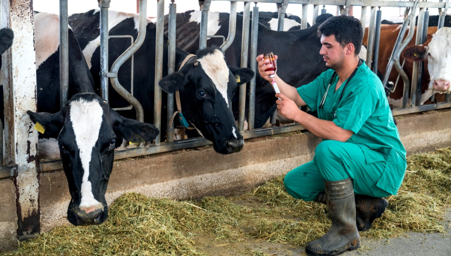 Agrodefesa abre edital com 30 vagas para médicos veterinários